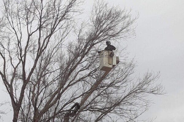 Tree removal service crew member removing branches, photo by Zebrascapes