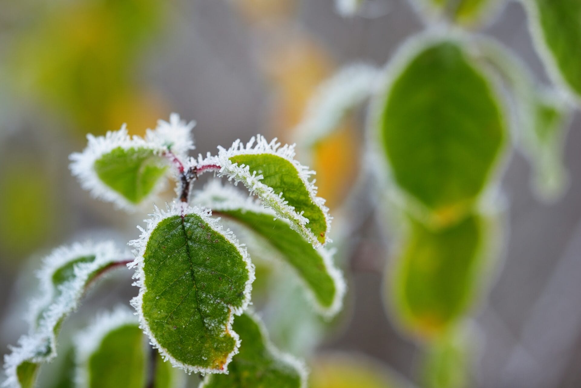 Frozen plants in winter with the hoar-frost