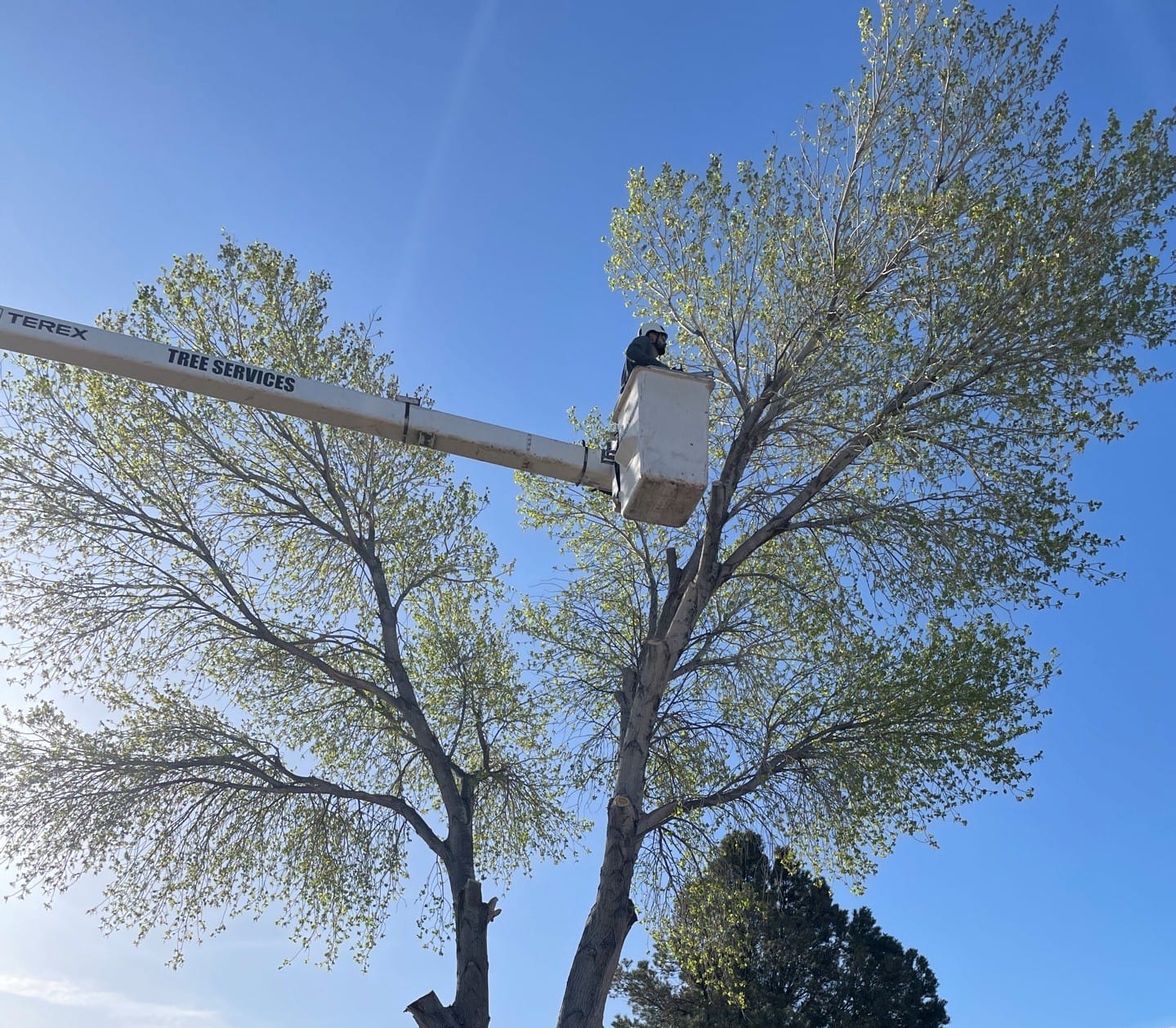 Tree care professional trimming tree branches from a boom truck (photo by Zebrascapes)
