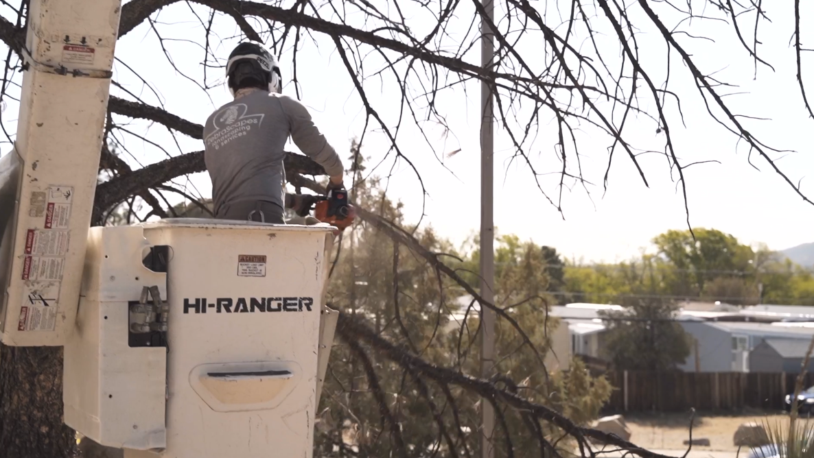 Zebrascapes tree care professional trimming a tree from a boom truck wearing protective gear