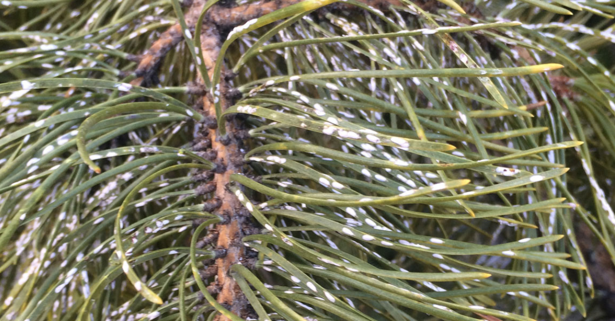 Pine scale, a common northern AZ tree disease