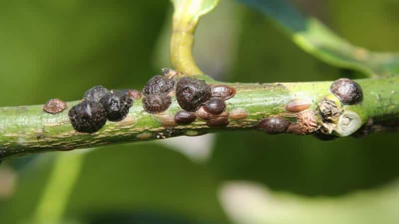 Kermes scale tree disease causes bulbous, black growth