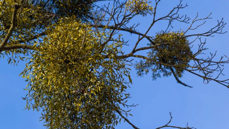 Mistletoe