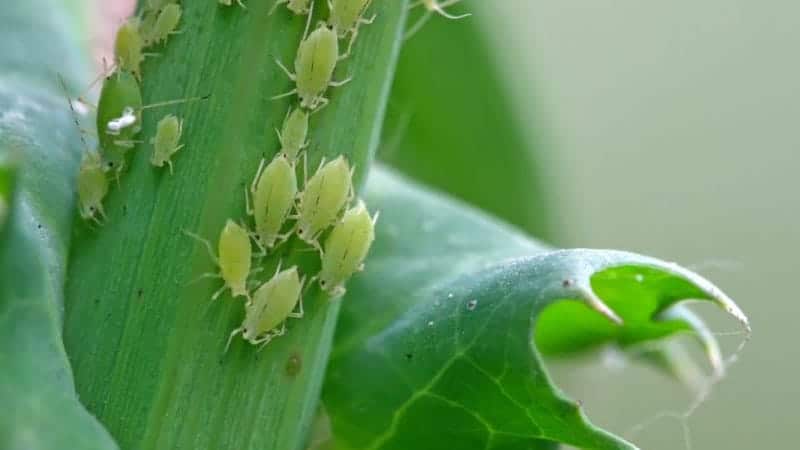 aphids on a leaf