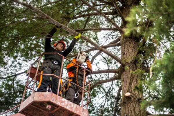 arborist-men-with-chainsaw-and-lifting-platform-photo by Zebrascapes
