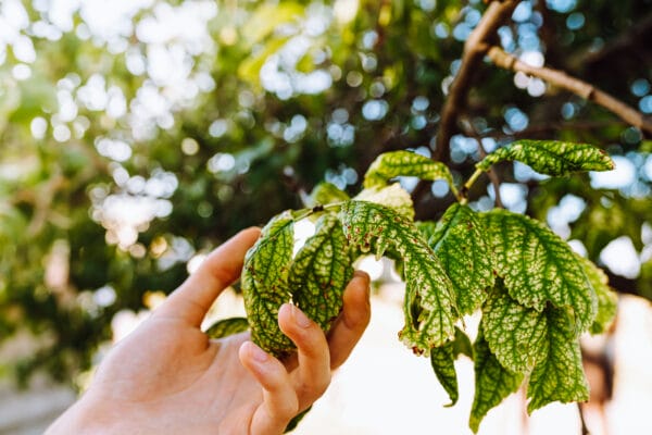 gardener's hand shows fruit tree leaf damaged by insects. Signs of aphids or spider mites, an infectious