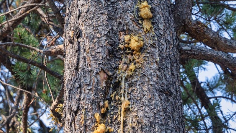 Comandra Rust, a tree disease common in Northern AZ