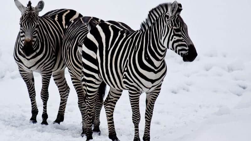 Two zebras in the snow