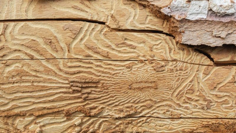 a magnified image of tree bark that has been impacted by elm beetles
