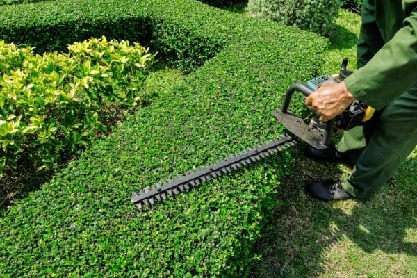 a landscaping professional trims hedges with a chainsaw