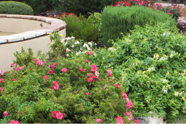 Zebrascapes plants native plants that will thrive in our Northern AZ climate
