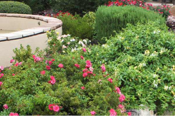 Finished Zebrascapes landscaping project featuring bright plants and flowers native to northern AZ