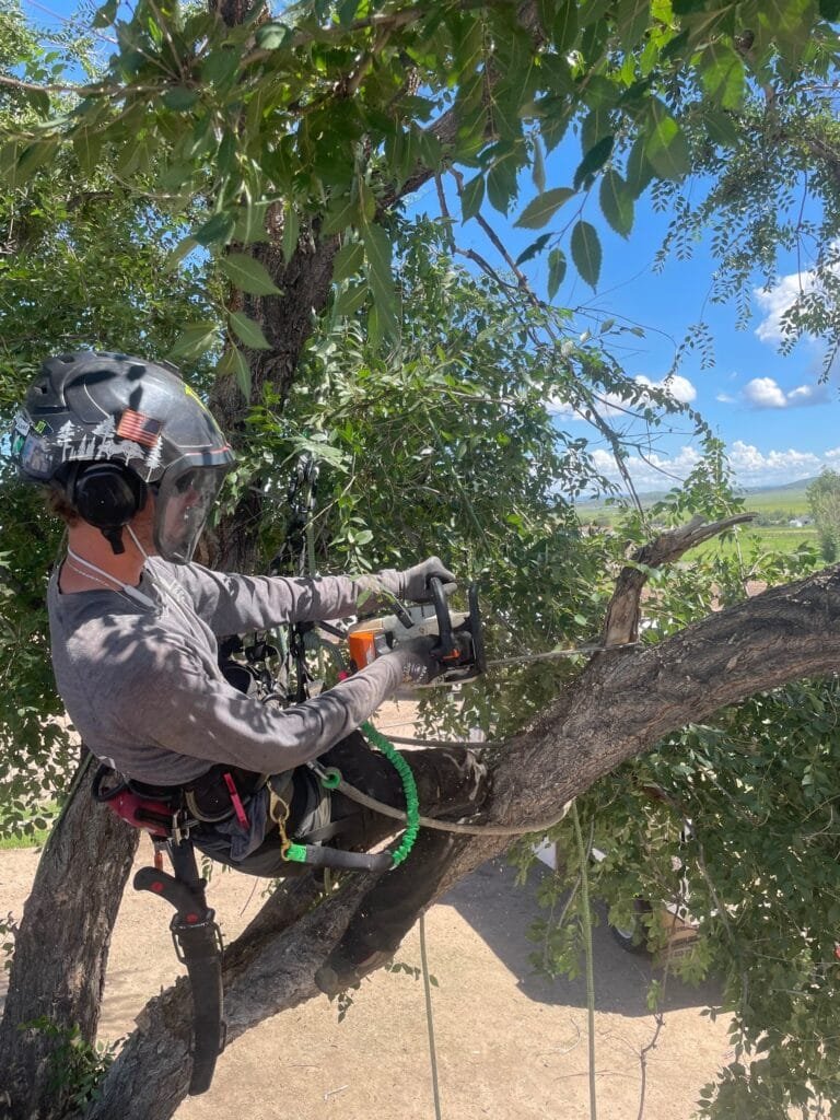 Zebrascapes landscape professionals are certified to perform safe, effective tree care