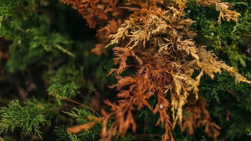 Seiriduim Canker, a tree disease common in Northern AZ