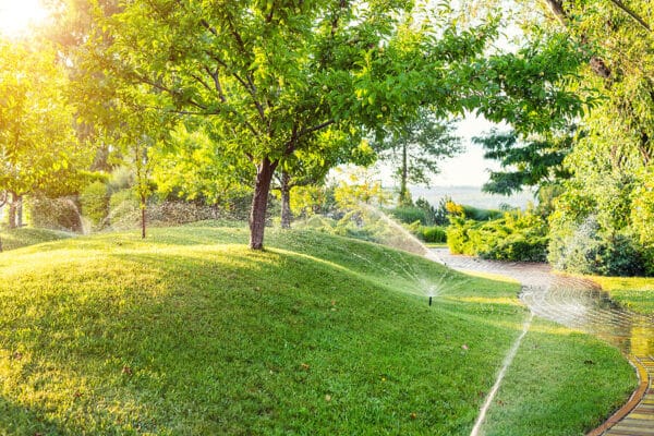 Trees on a professionally designed landscape including natural grass, irrigation, and hardscape