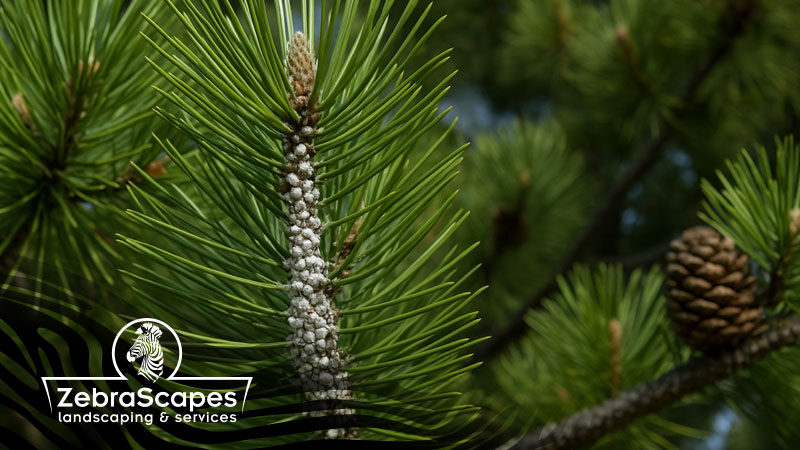 A pine tree with scale disease