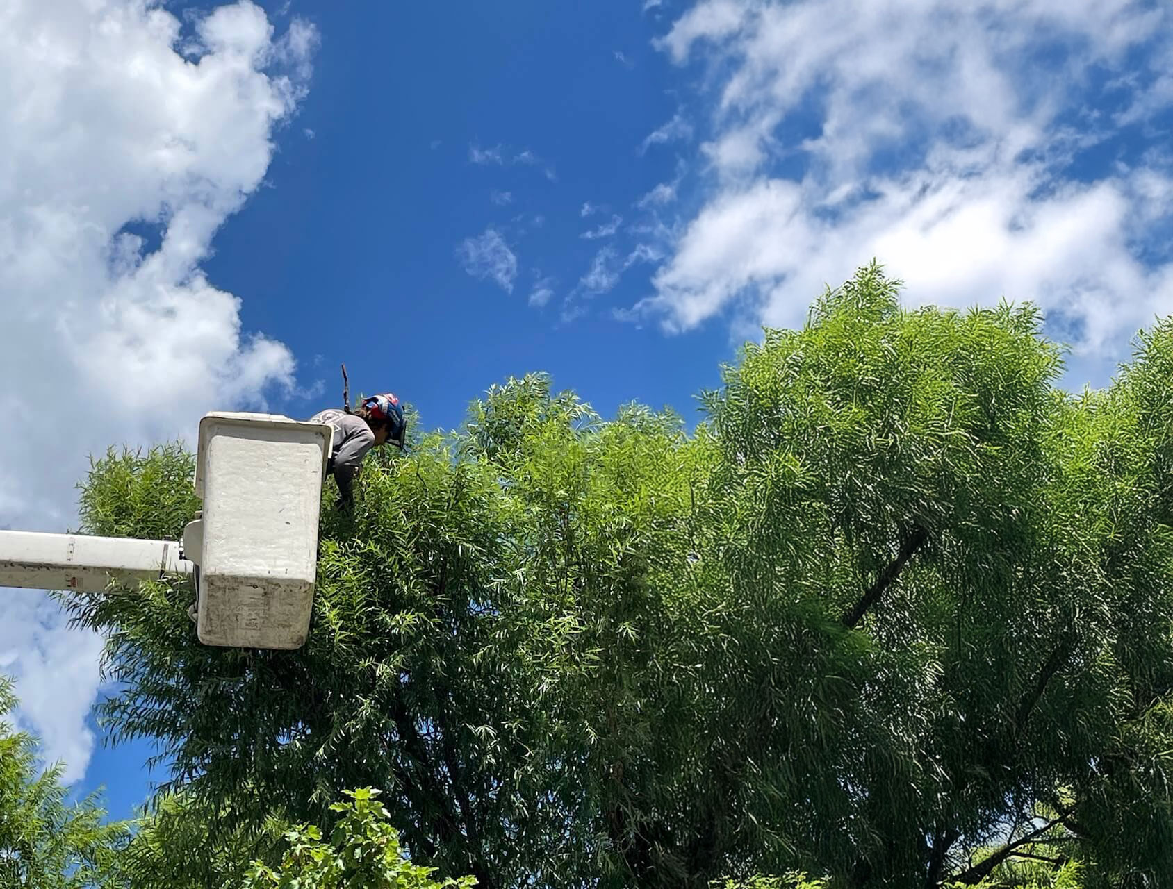 Tree Care from a Boom Truck: a tree care professional trimming and pruning trees
