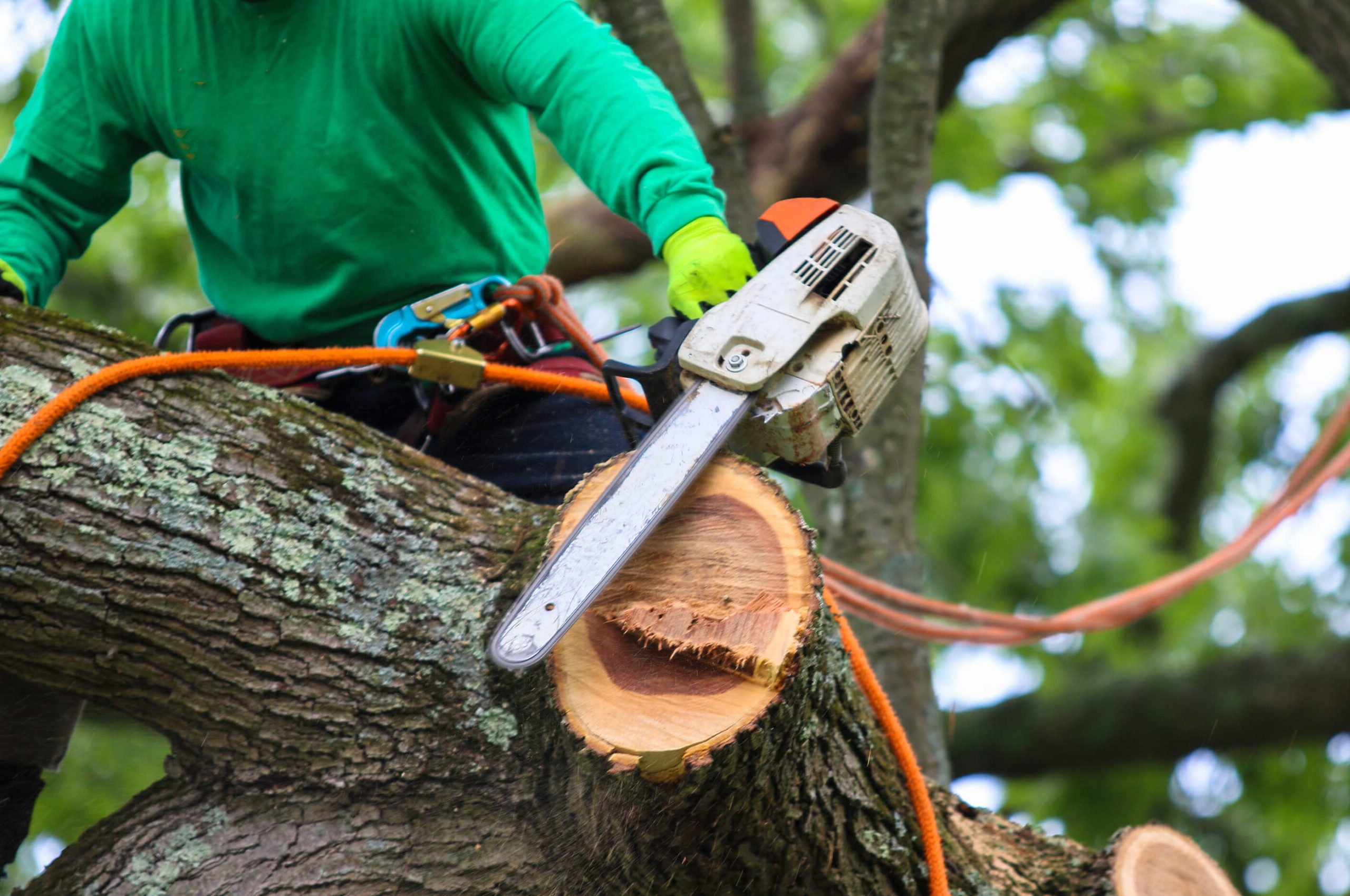 Closeup of a Zebrascapes tree removal professional