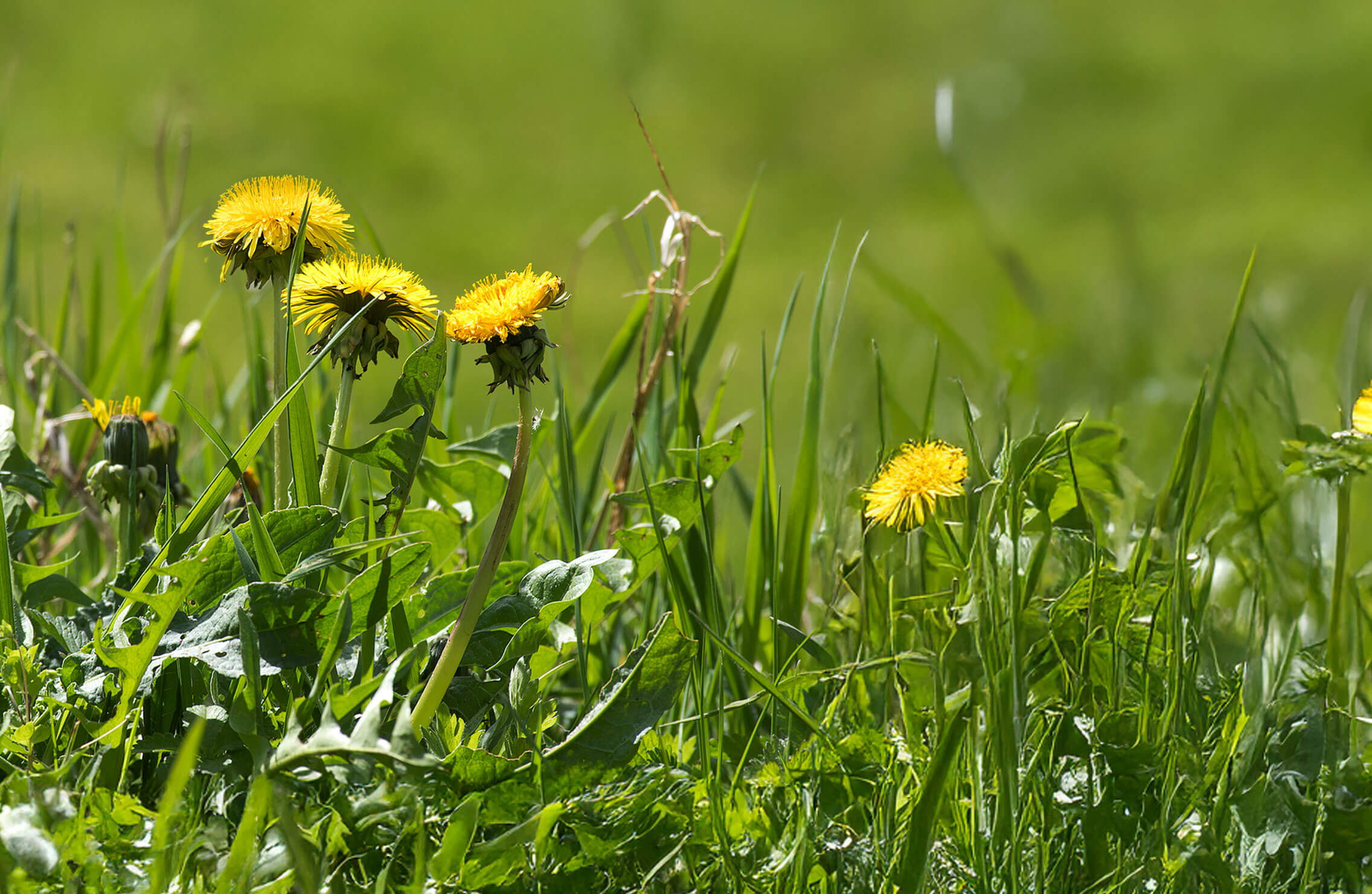 dandelion weeds growing among green grass require post-emergent weed control