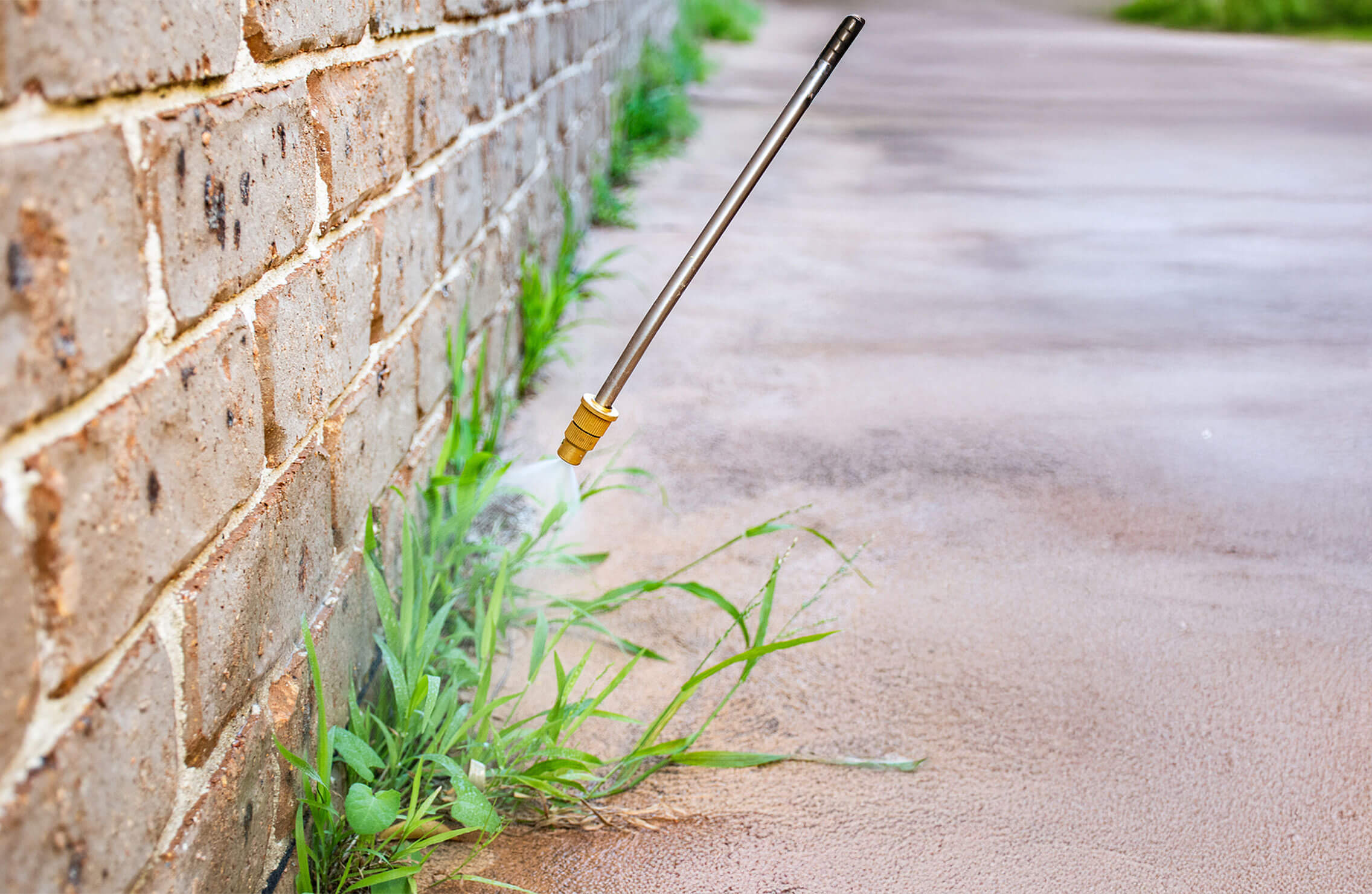 Post-emergent weed control is sprayed on weeds visibly growing (above ground)