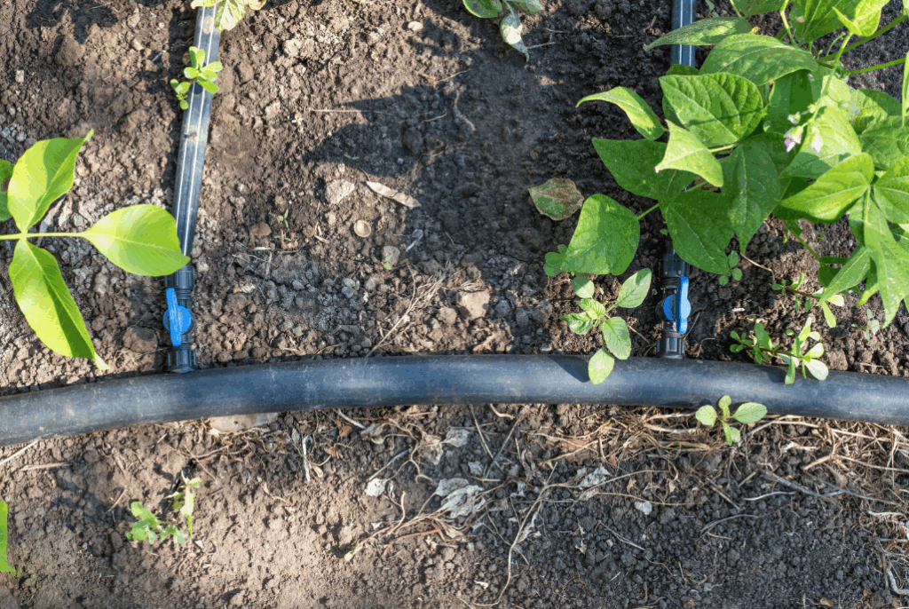 close up of a drip irrigation system