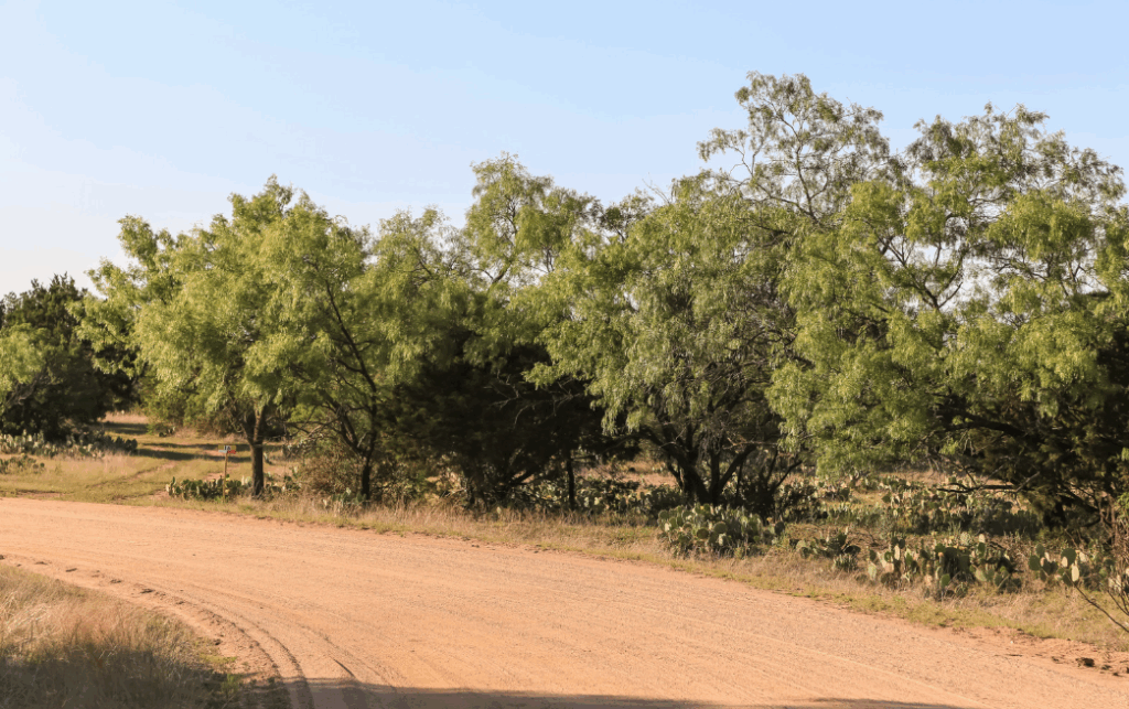 a line of Arizona mesquite trees on a ranch road