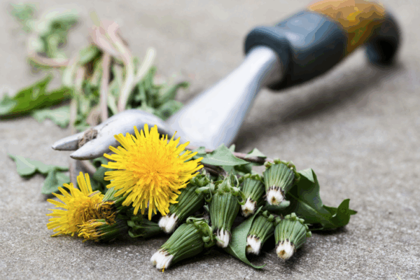 a close up of a bunch of weeds with a weed pulling tool