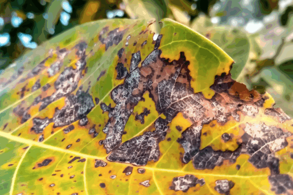 a yellowing leaf with black spots from a diseased tree