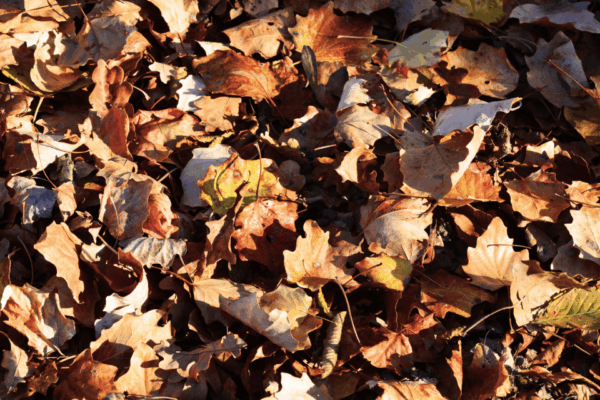 close up of a thick layer of leaves covering a lawn