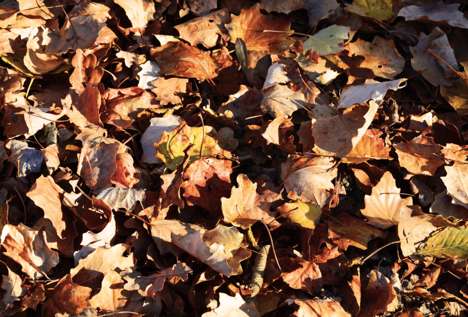 close up of a thick layer of leaves covering a lawn