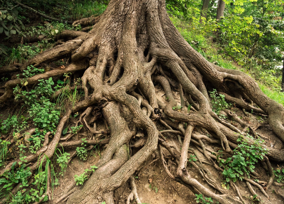 a tree with a healthy root system
