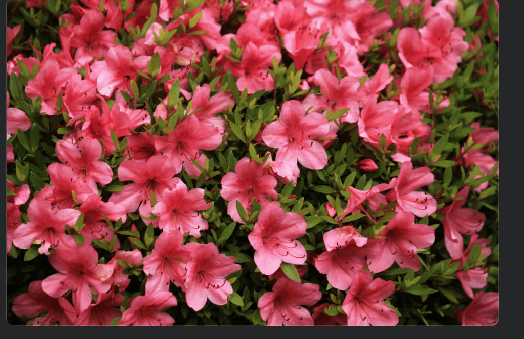pink, fall-blooming azalea plants native to Northern AZ