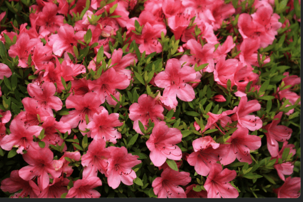 pink, fall-blooming azalea plants native to Northern AZ