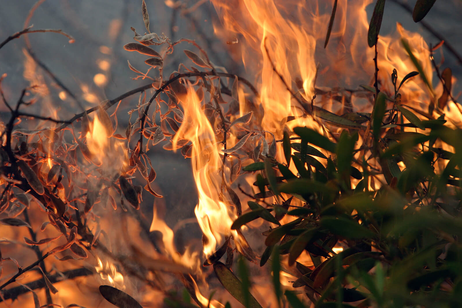 zebrascapes fire restoration services prevent landscaping fires like this