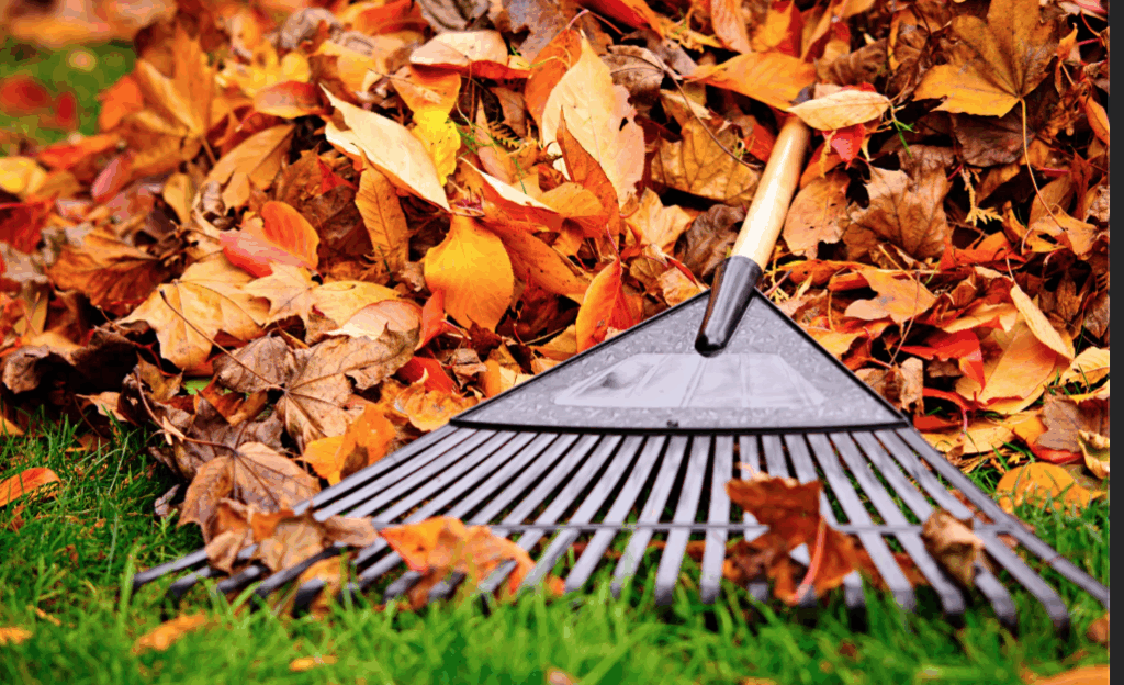 a rake in front of a vibrant orange leaf pile