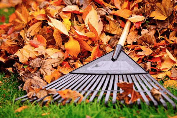 a rake in front of a vibrant orange leaf pile
