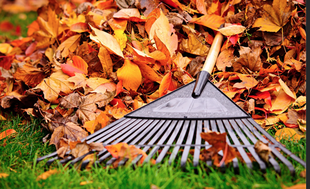 a rake in front of a vibrant orange leaf pile