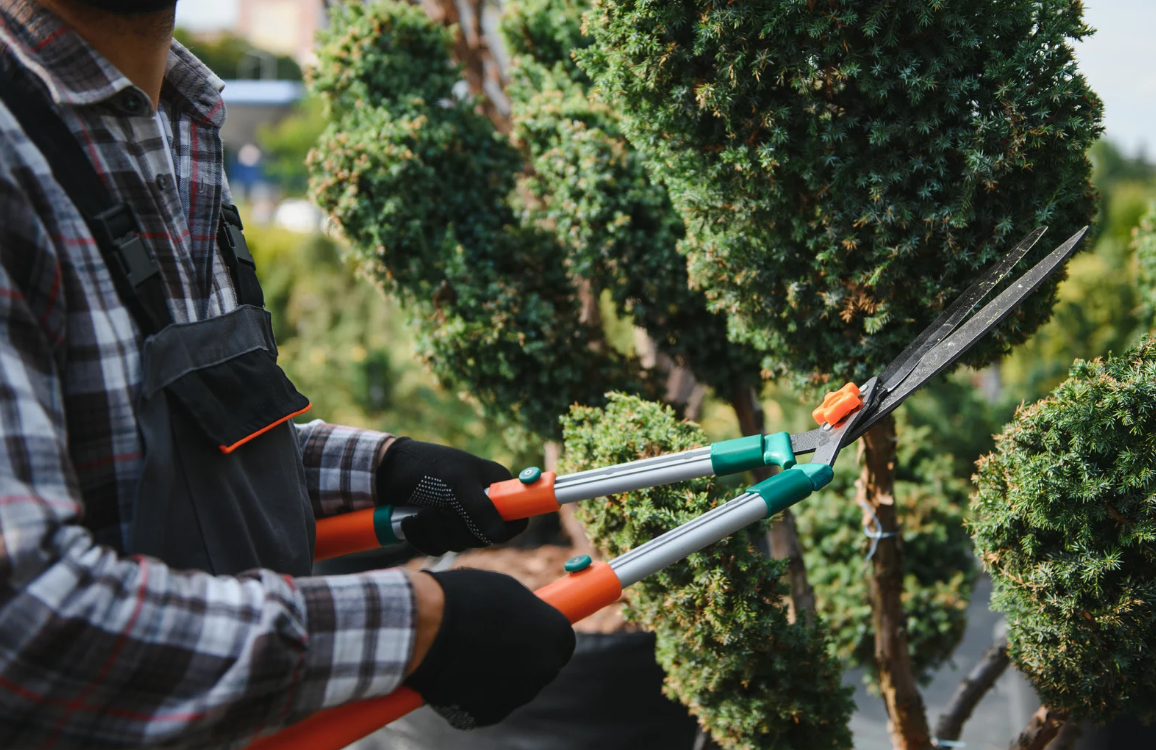 A gardener trimming an evergreen tree