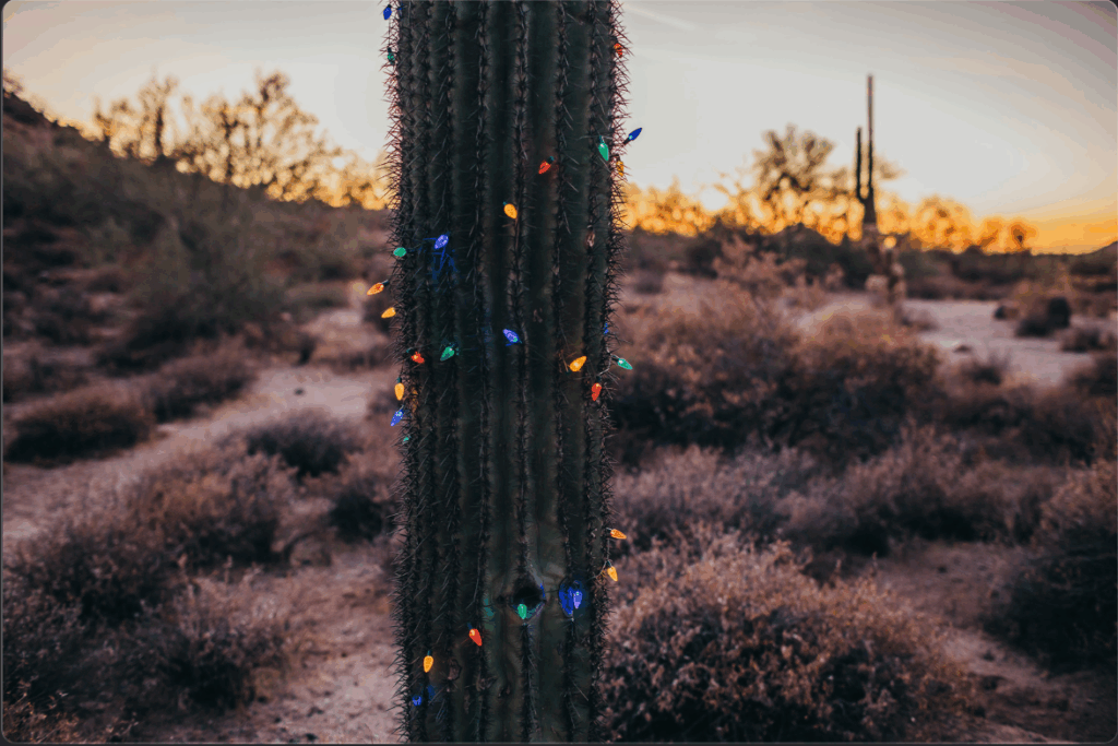Christmas lights on a Saguaro cactus