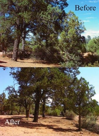 Firewise-Clean-Up-pine scale zebrascapes prescott az