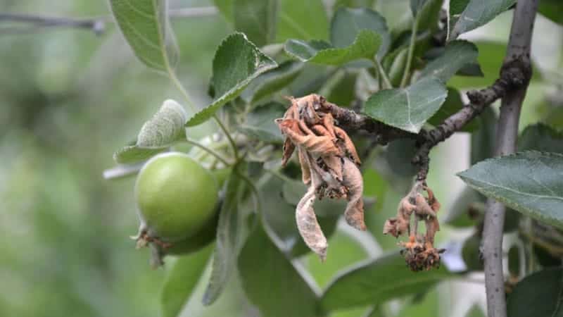 fire-blight pine scale zebrascapes prescott az