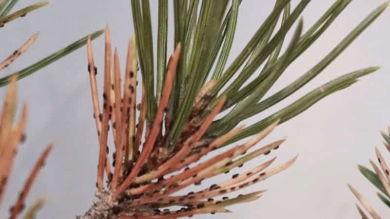 pinion-needle-scale pine scale zebrascapes prescott az