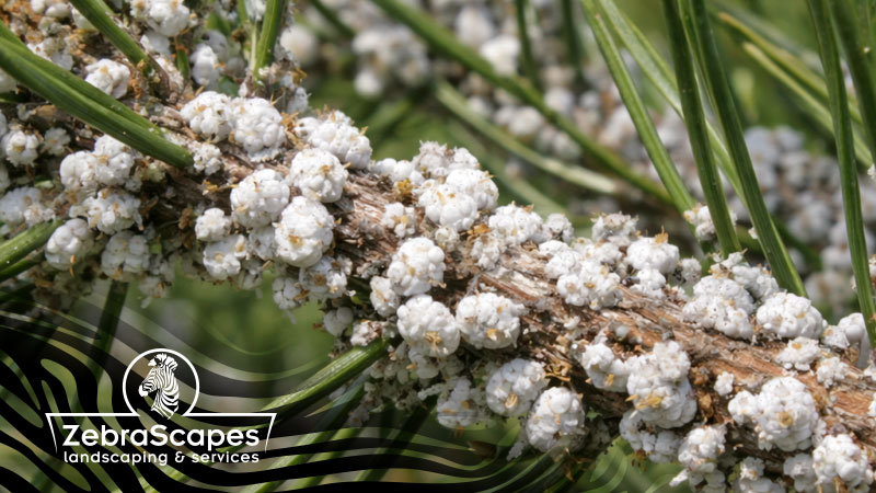 scale-infestation-fix-zebra-scapes-prescott