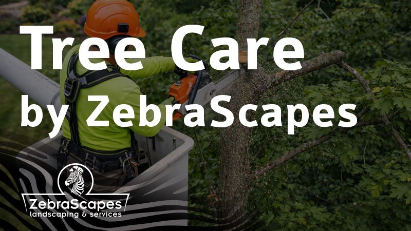 Tree Services | Trimming, Removal, Planting & Irrigation