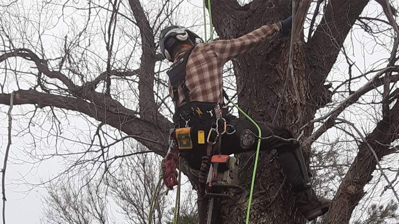tree care services zebrascapes prescott az
