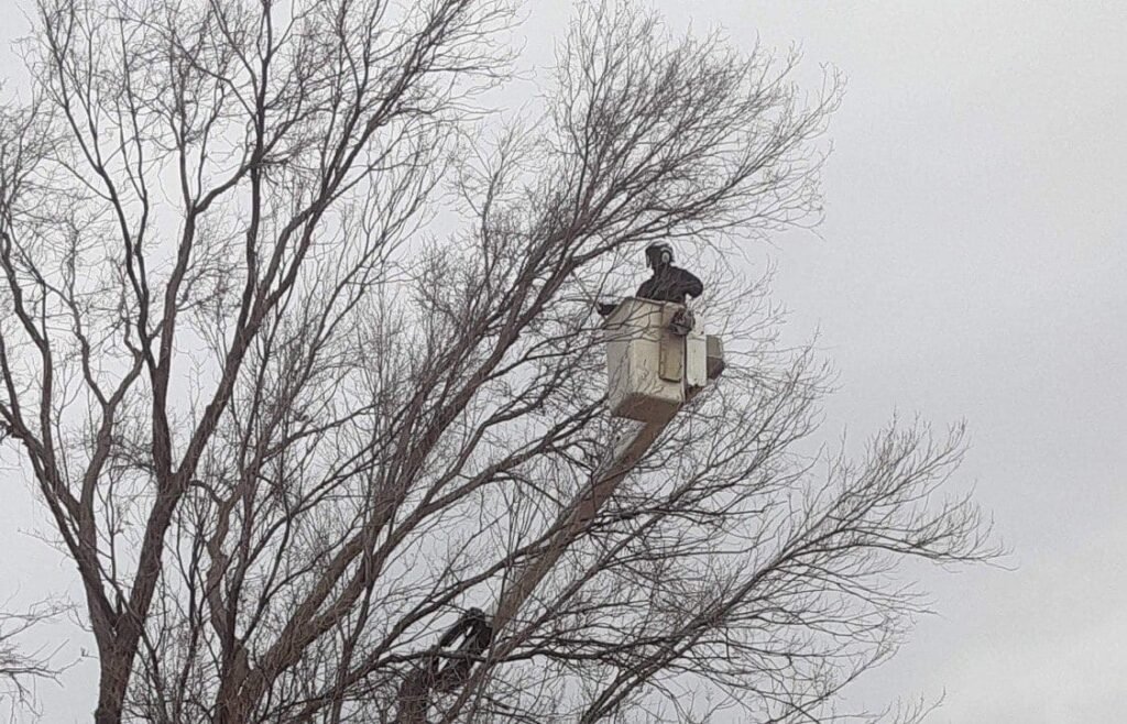 tree-care-tree care services zebrascapes prescott az