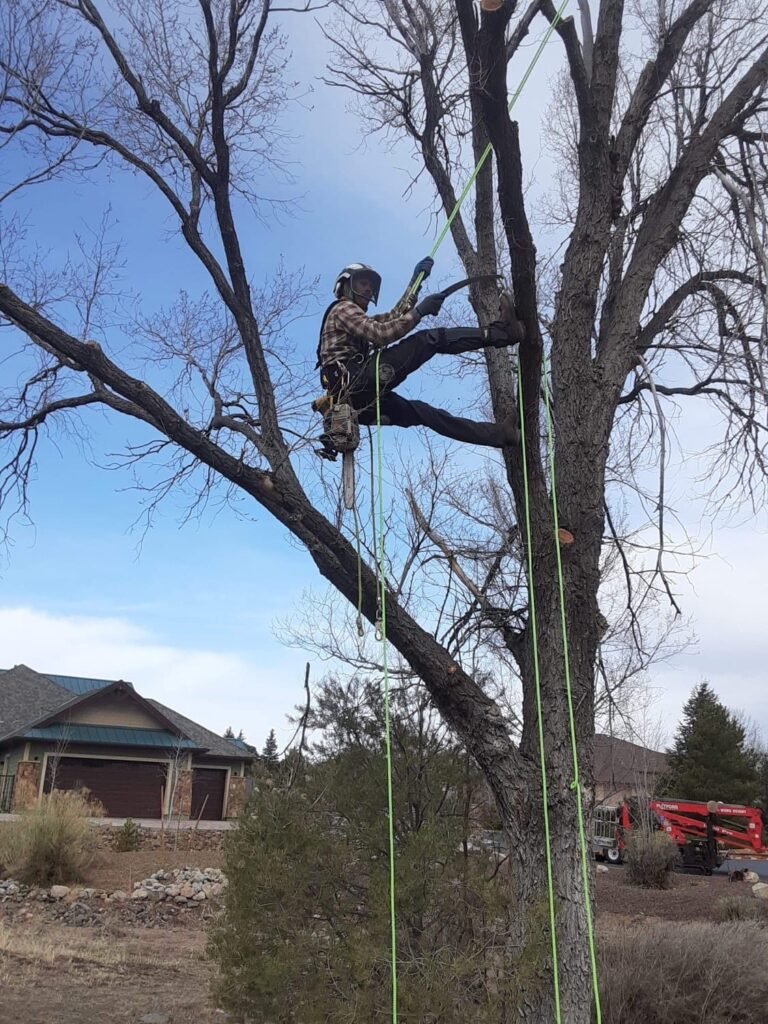 tree-care- zebrascapes prescott az