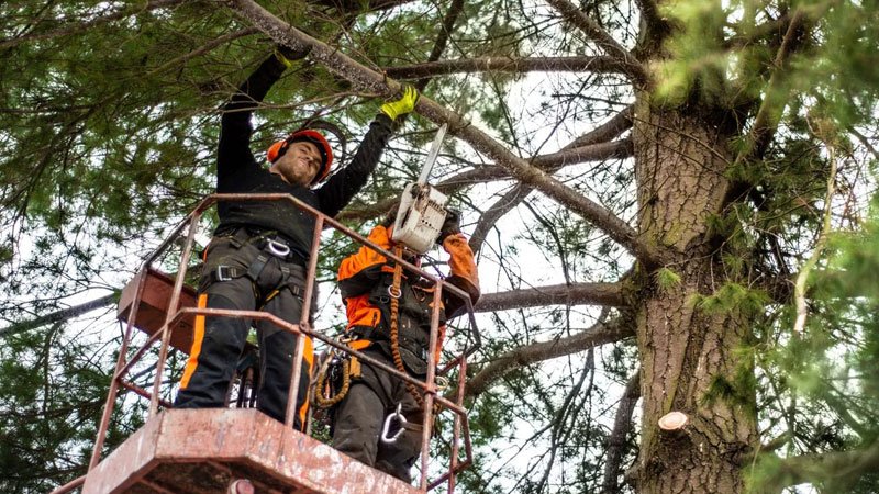 -tree-maintenance-services zebrascapes prescott az