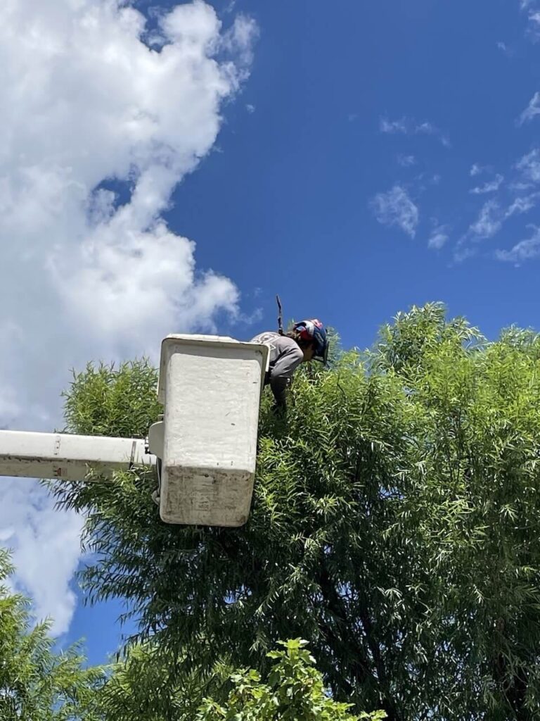 landscaping-services-tree-trimming-zebrascapes-mayer-az